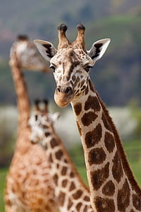 Close Up Photo of Giraffe during Day Time thumbnail
