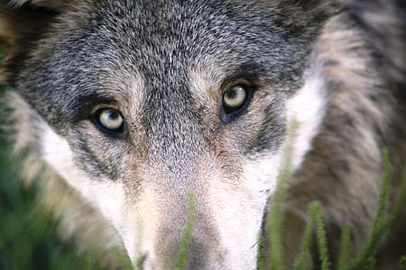 focus photo of gray wolf thumbnail