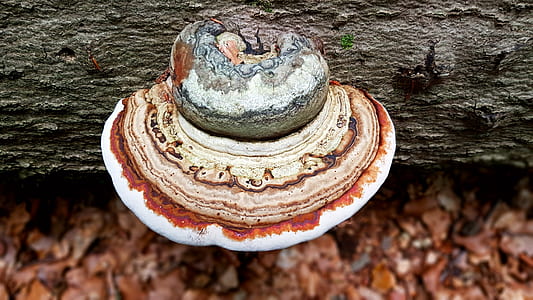 brown and white mushroom thumbnail