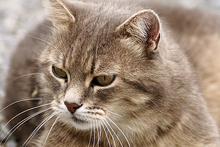 short-fur gray cat in closeup photography thumbnail