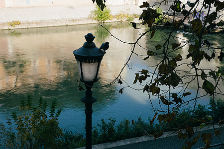 Pigeon on the lamp thumbnail