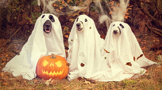 orange Jack-o-lantern between three dogs with ghost costume thumbnail