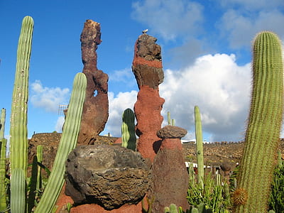 green cactus near stone thumbnail