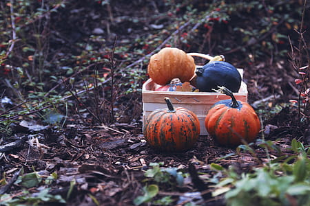 Autumn pumpkins in box on garden thumbnail
