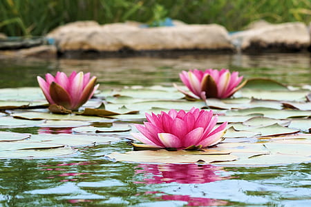 lotus flowers on lily pads on body of water thumbnail
