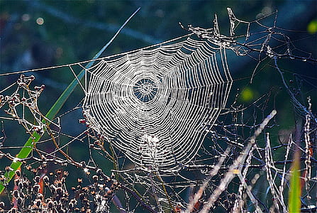 closeup photo of spiderweb during daytime thumbnail