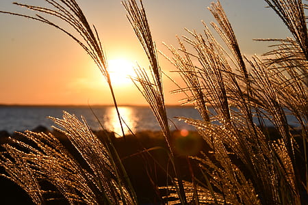 Closeup Photo Of Wheat During Golden Hour thumbnail