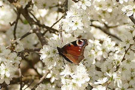 closeup photography of peacock butterfly on white flower thumbnail