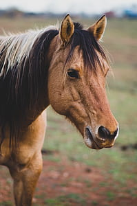 brown horse thumbnail