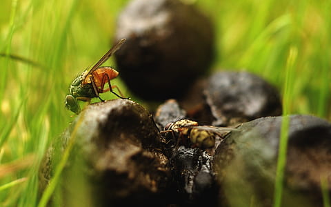 two yellow bees on stone thumbnail