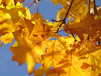 yellow leaf tree thumbnail