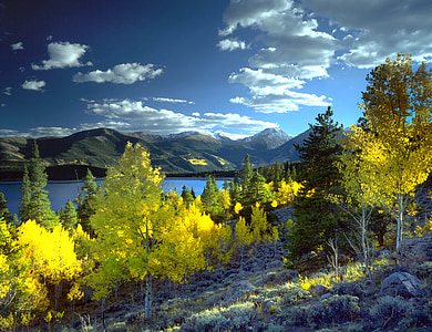 green leafed trees photography thumbnail