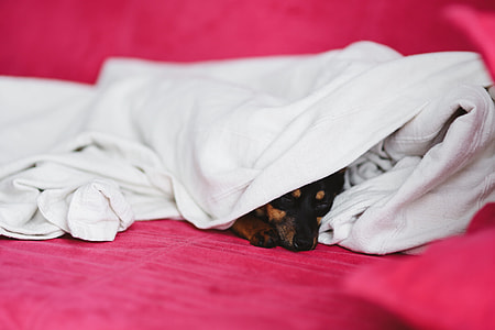 A cute puppy in a pink bed thumbnail