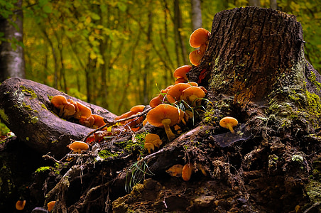 orange mushroom sprouts on brown tree's roots closeup photo thumbnail