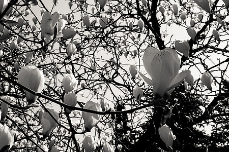 Magnolia flowers thumbnail