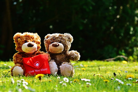 two brown bear plush toys on green grass thumbnail