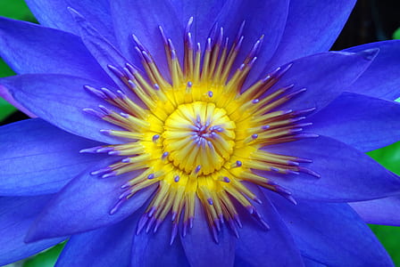 blue water lily flower in macro photography thumbnail