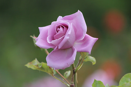 shallow focus photography of pink flower thumbnail