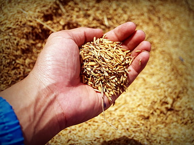 brown rice husk on person's hand thumbnail