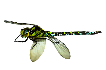 green and black dragonfly thumbnail