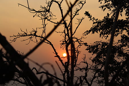 photo of leafless tree during sunset thumbnail