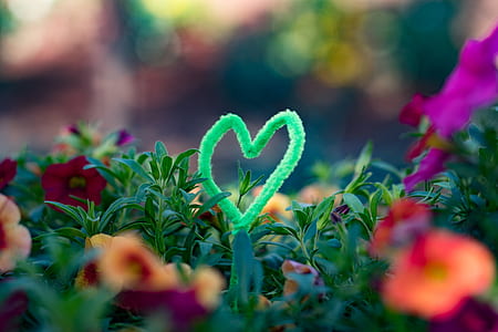 selective focus photography of heart shaped green rope surrounding petaled flowers on ground thumbnail