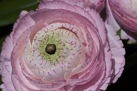 piink petaled flower thumbnail