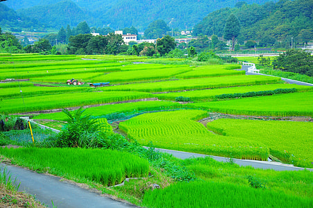 Field, Yamada'S Rice Fields thumbnail