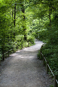 pathways in between trees thumbnail