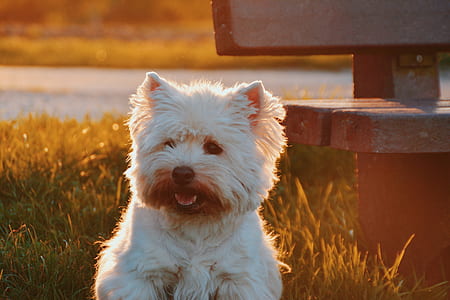 photo of medium-coated white puppy near bench thumbnail