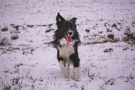 long coated white and black dog on snowfield thumbnail
