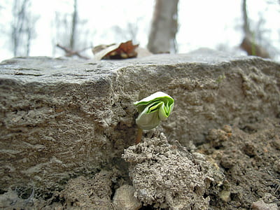 green sapling on rock thumbnail