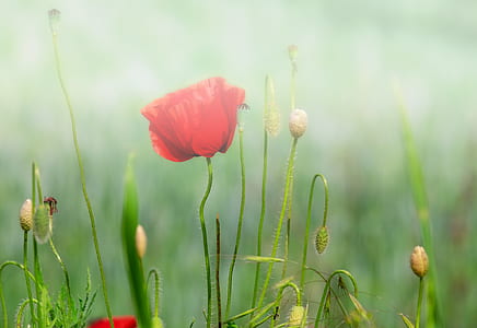 red poppy flower in bloom at daytime thumbnail