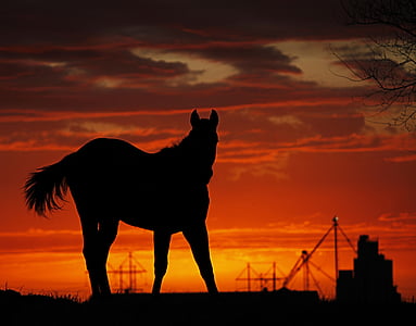 silhouette of horse during sunste thumbnail