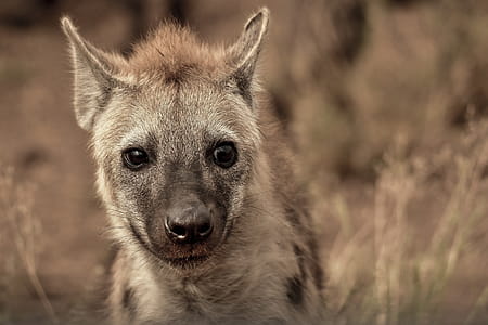 Closeup Photography of Grey and Tan Animal thumbnail