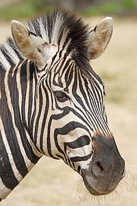close-up photo of Zebra thumbnail