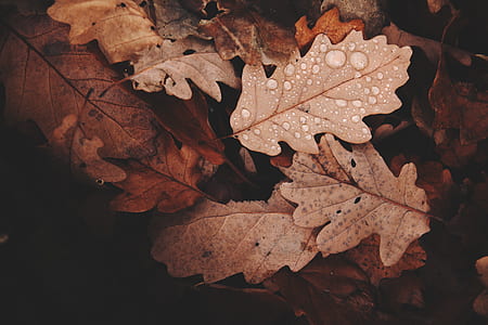 Withered Leaves Photo thumbnail
