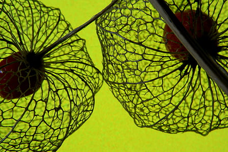 closeup photography of black-and-red plants thumbnail
