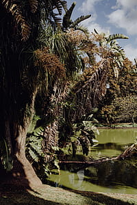 Tropical Botanical Garden in Belem, Lisbon, Portugal thumbnail