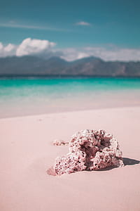 tilt shift lens photography of gray coral on seashore thumbnail