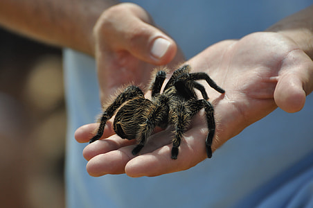 person holds black tarantula thumbnail