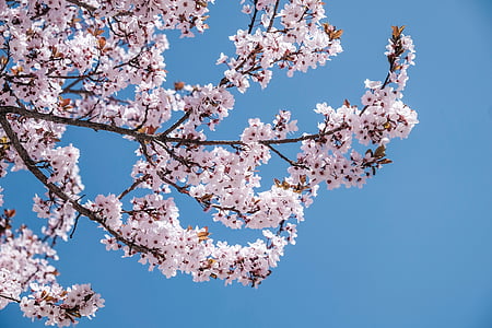 pink flowering tree during daytime thumbnail