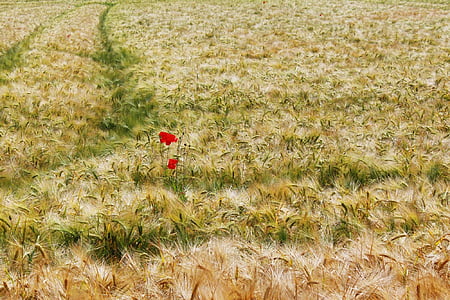 rice field thumbnail