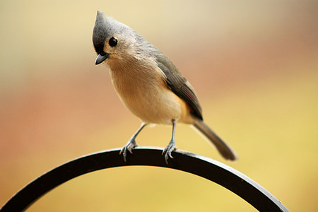 selective focus photography of tufted titmouse thumbnail