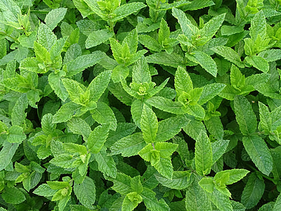 green leafed plant thumbnail