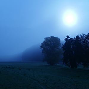 trees under blue sky thumbnail