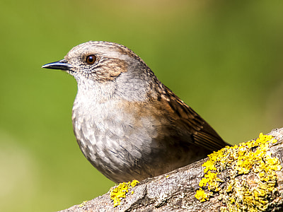 short beak gray and brown bird thumbnail