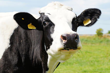 black and white cow during daytime thumbnail