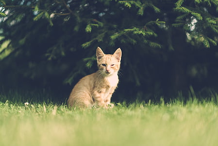 orange tabby kitten sitting on grass during daytime thumbnail