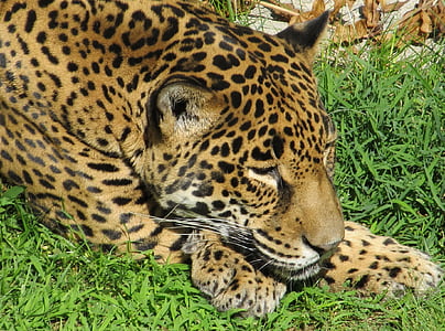 Leopard\ on green grass thumbnail